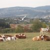 Roubenka pod Kozákovem